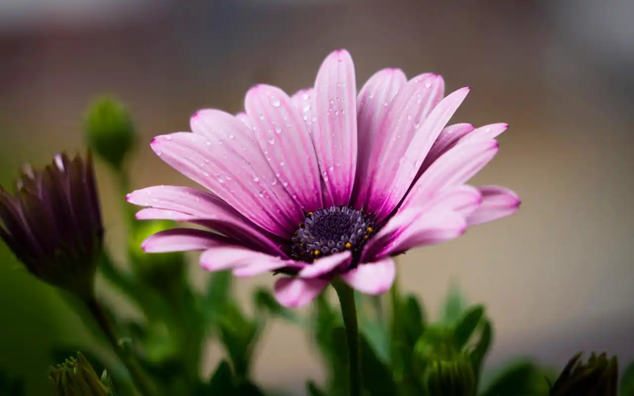 唯美文艺小清新花卉精选高清桌面壁纸