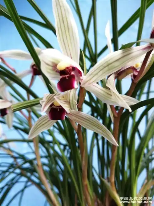 莲瓣兰 二红素分盆-莲瓣篇-中国兰花交易网社区