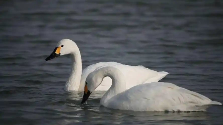 湿地精灵—天鹅