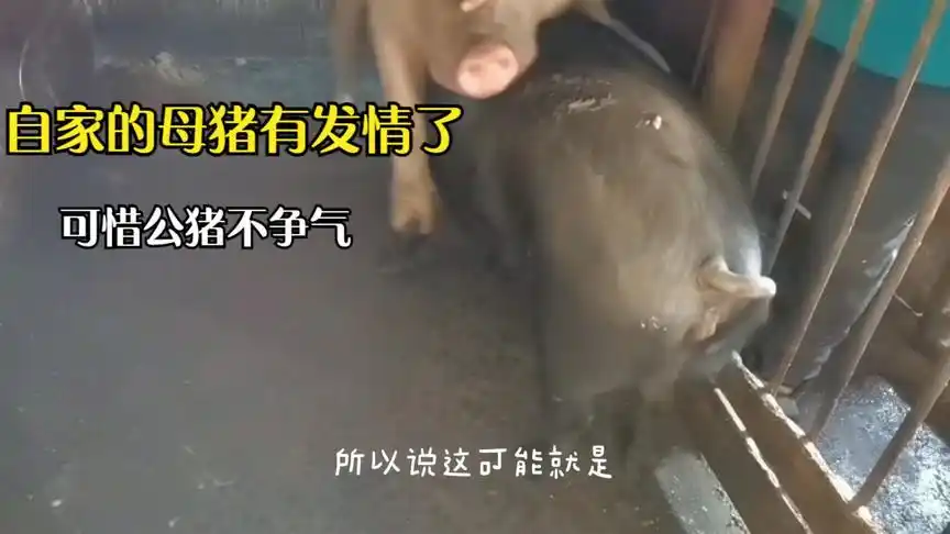 自家的母猪又发情了,赶到猪圈里配猪,谁料上演了这一幕!