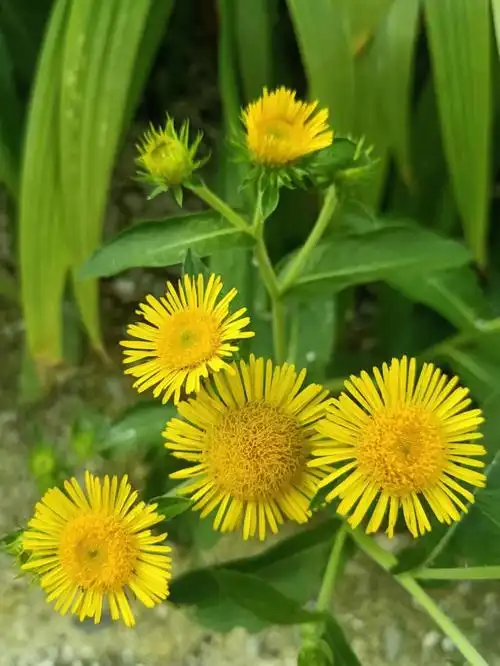 金钱花,花开金黄色,花形似钱币,故而名金钱花,学名旋覆花,别名,六月菊