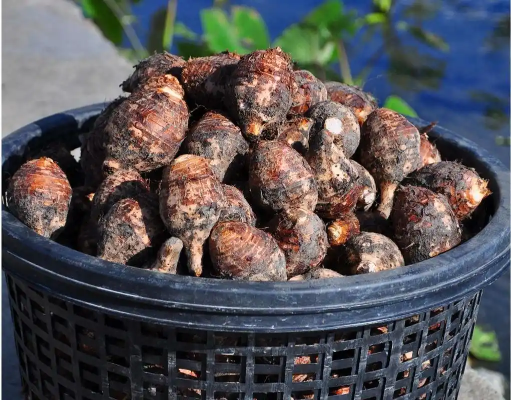 小小芋头,却是治百病的良药,3个药效强大,你或许也需要