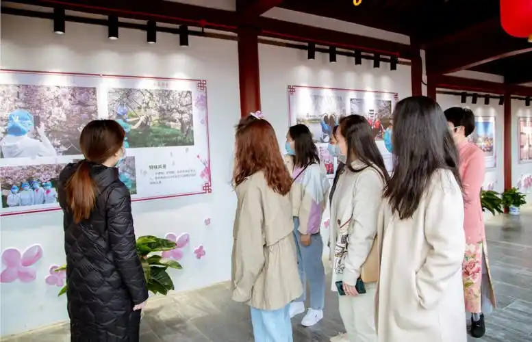 78万人次六成外地客,"东湖之樱"点亮英雄之城_荆楚