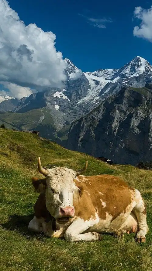 壁纸 瑞士,牛,草,山 1920x1200 hd 高清壁纸, 图片, 照片