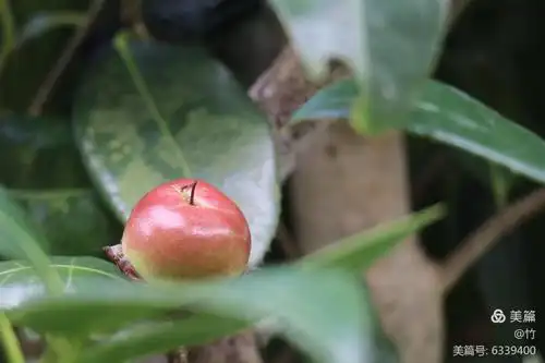 茶花果,第一次看到茶花结的果