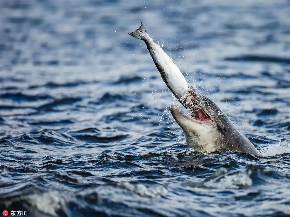 实拍海豚捕食饥饿美食家将三文鱼甩向半空