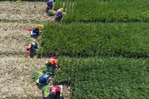 江苏兴化清明时节农事忙