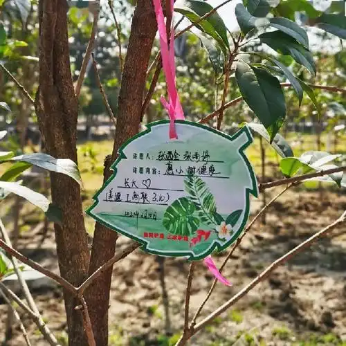 随后,大家在爱心卡上写下倡议和心愿,挂在栽好的每颗桂花树上,近百颗