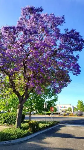 美丽花树~蓝花楹