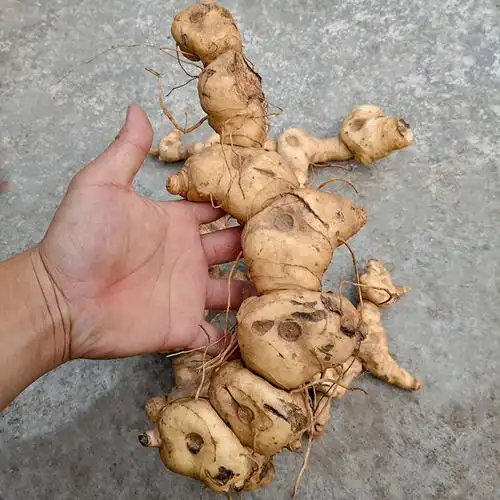 秦岭新鲜野生黄精500g深山天然鸡头黄精512年以上正宗包邮