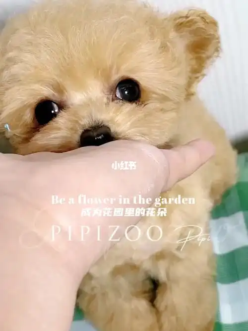 飞耳香槟色茶杯泰迪