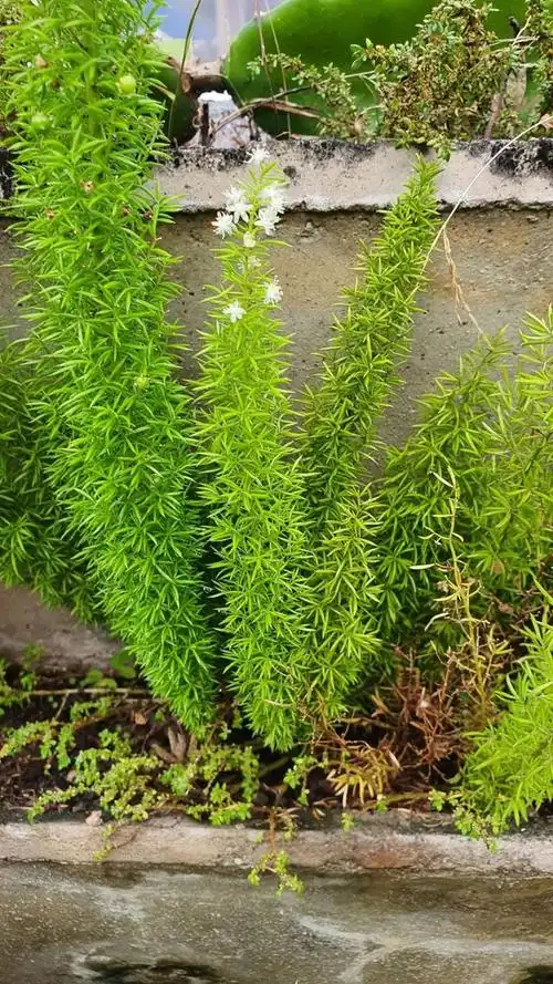 天门冬怎么种植,天门冬的养殖方法和注意事项(叶子就能长成九尾狐般