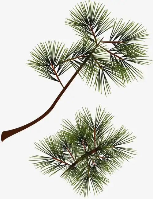 儿童松树叶简笔画视频 简笔画图片大全-普车都