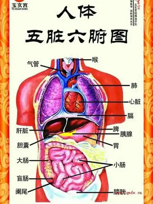 人体结构五脏六腑分布图
