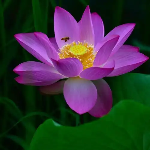 一年一度的荷花盛开