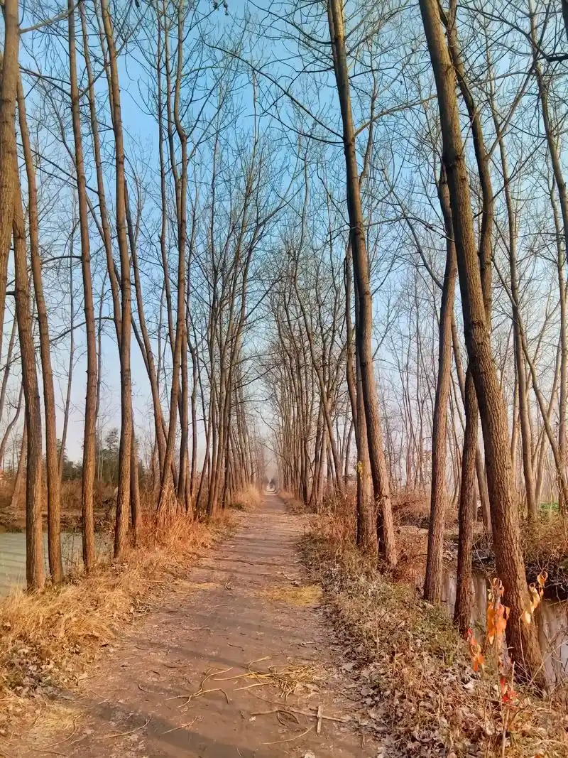 这就是真实的苏北农村,看不够的乡村美景,宿迁沭阳的乡间小路, - 抖音