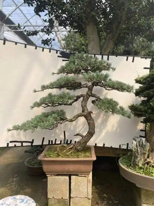 实物中大型五针松盆景树桩 日本五针松大阪松舍利干造型层次分明 天