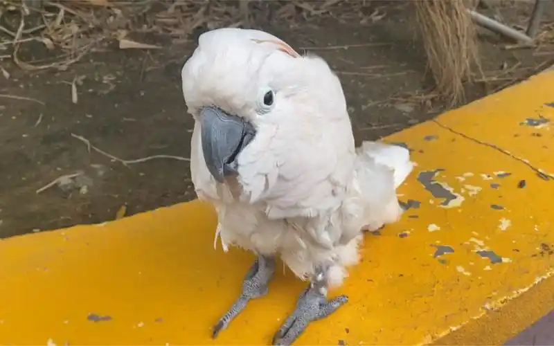 鹦鹉那只患了抑郁症的大红葵