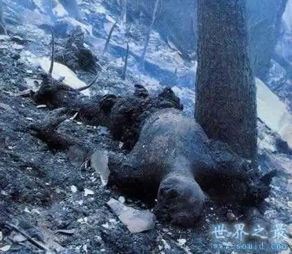 航空史上最惨重的单机空难524人仅有4人幸存解读日航123号坠机事件19