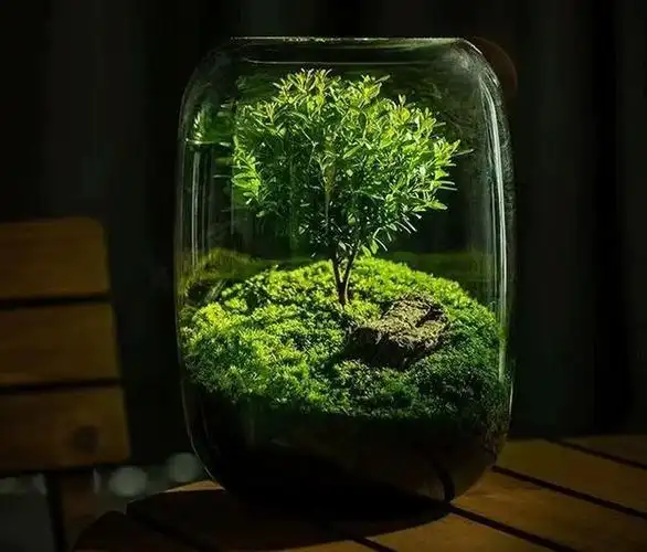 生命之树苔藓微景观生态瓶高颜值有意境好打理的桌面盆栽