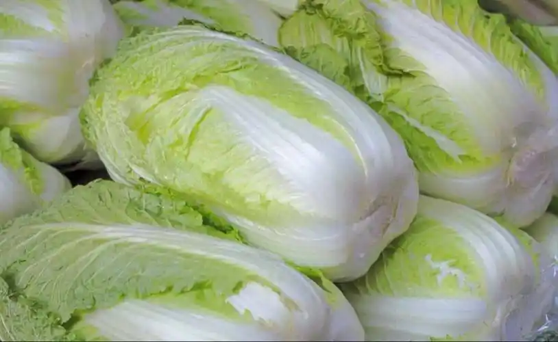 大白菜娃娃菜小白菜不同品种的白菜口感和营养价值也不同