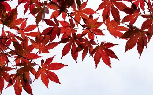 唯美红色枫叶图片桌面壁纸-风景壁纸-壁纸下载-美桌网