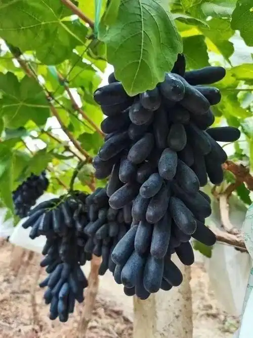 脆嫩有弹性枝头青,粉头足,果肉丰厚饱满葡萄干枝枯萎现象不售后