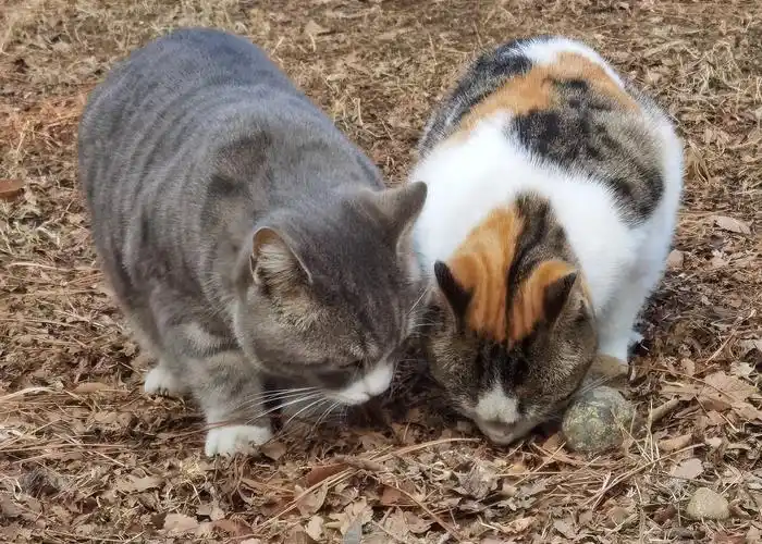 相约相爱相守,——一对小猫咪情侣纪实掠影