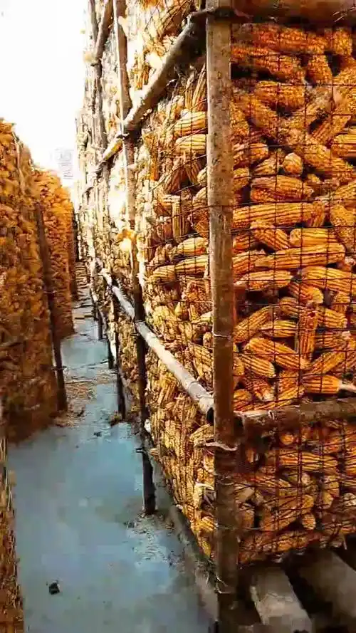 玉米穗 架储全面完工