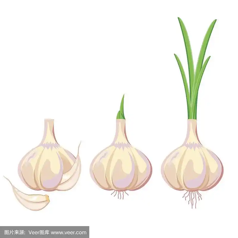 插图.白色背景上的大蒜.