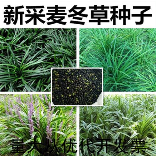 新采麦冬草 种子 玉龙草种子 金边麦冬 草籽 日本矮麦冬草种子