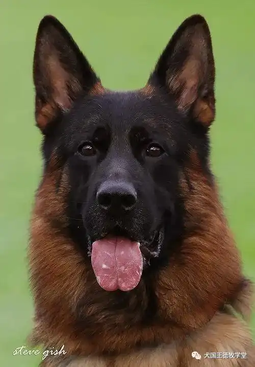 德牧图集德牧艺术之美这小脸真俊呐