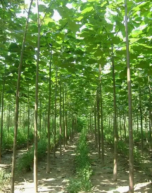 泡桐泡桐树树苗梧桐青桐桐树速生小苗各种规格根苗行道树