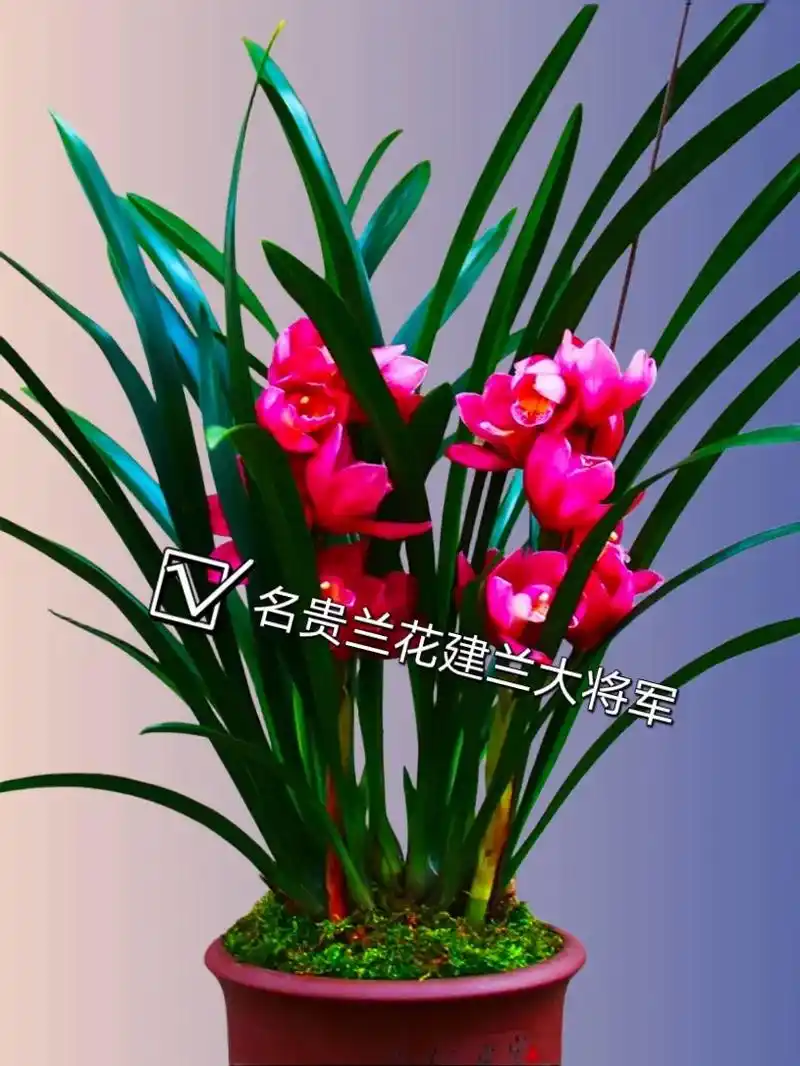 听这名字就很霸气,兰花中的精品,花苞大,花色 - 抖音