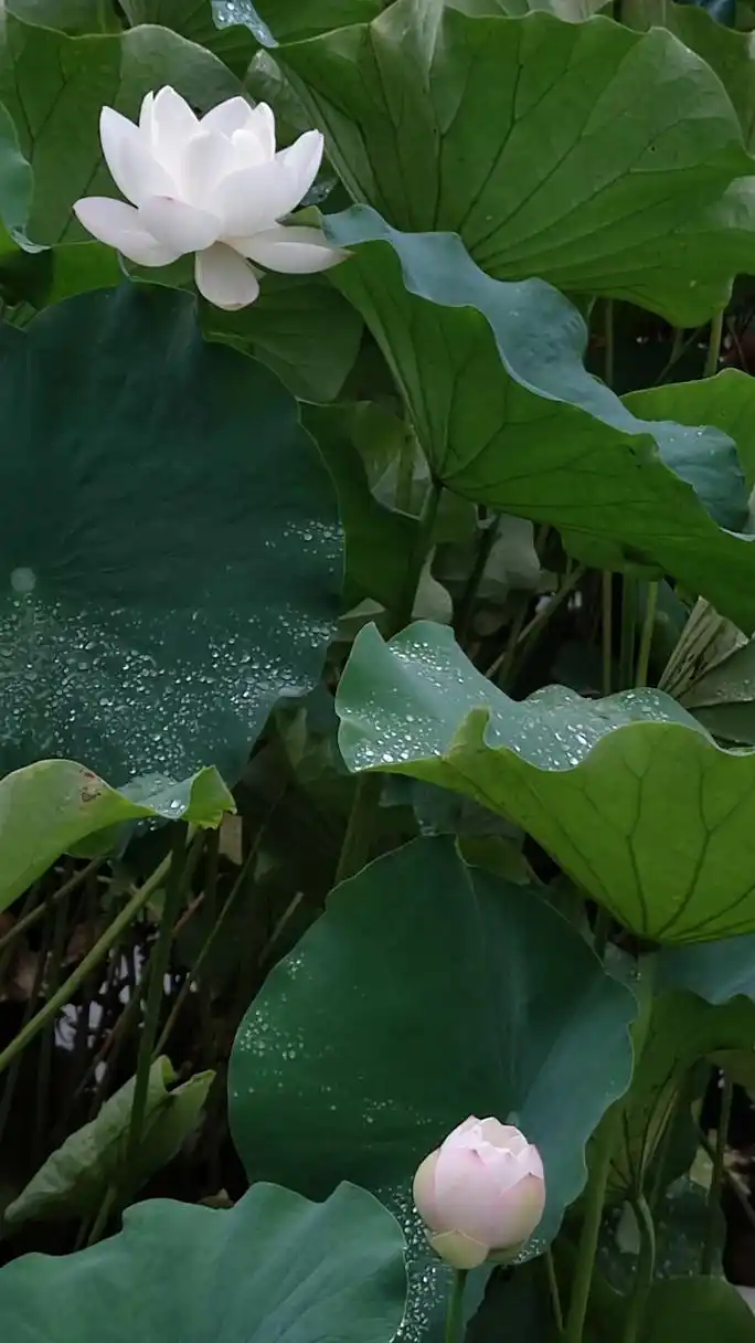 绿绿的荷叶加上晶莹剔透的露珠,似一颗颗珍珠,荷花有雨露的衬托,是一