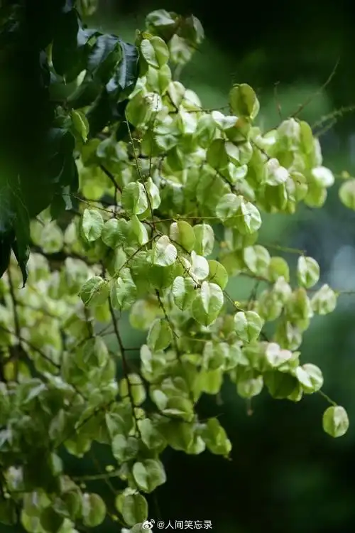 栾树果实的另外一色,绿色