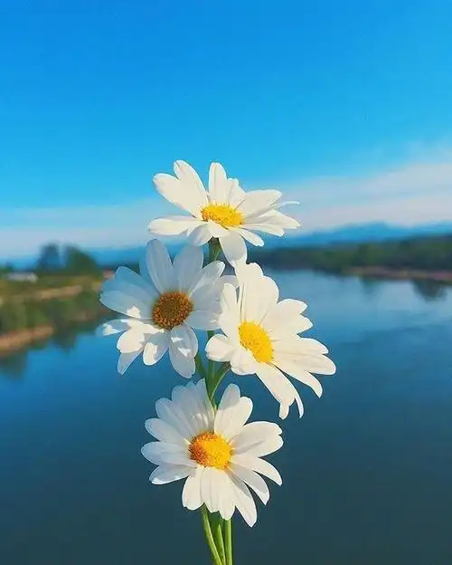 逆境中激励自己的励志说说唯美阳光充满正能量