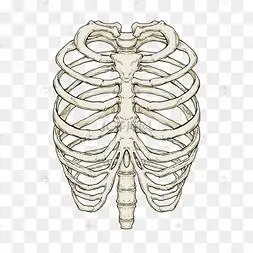 肋骨医用骨骼模型