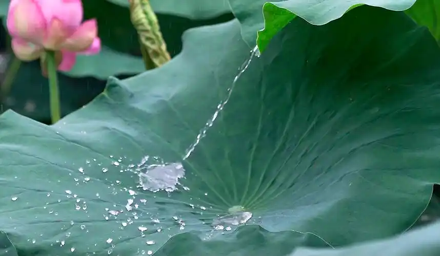 【首发】雨后荷塘