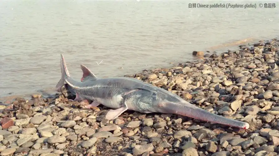长江白鲟灭绝下一个会不会是中华鲟