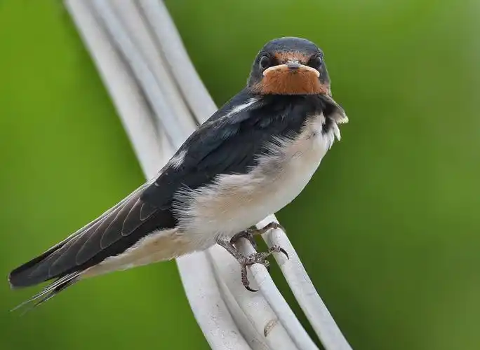 燕子图片鸟类燕子