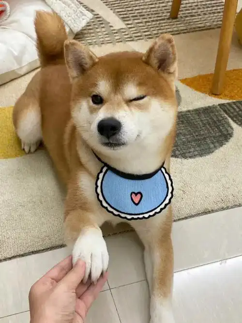 以后一定要养只小柴犬