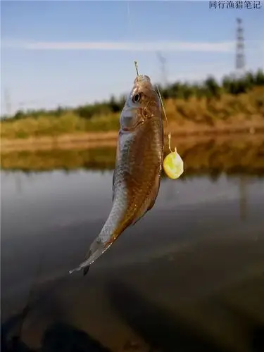 9.25 钓鱼笔记:灵机一动,野鲤上钩_大鱼
