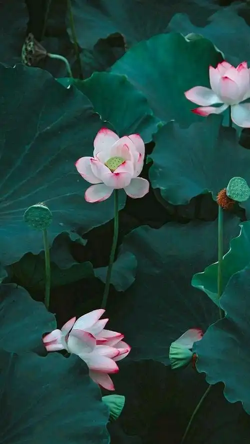 清净之莲,一篇细细品读,洗涤心灵的文章