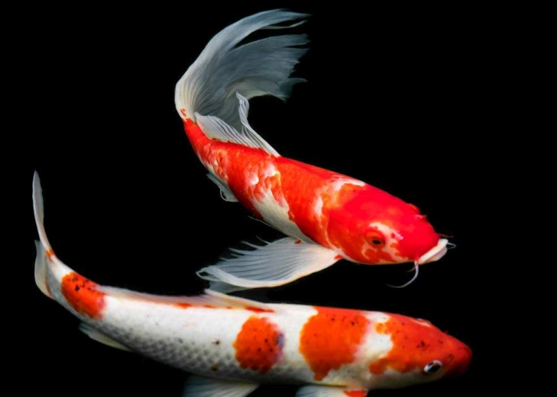 观赏鱼有千千万,独爱锦鲤这一挂,你知道为什么吗?