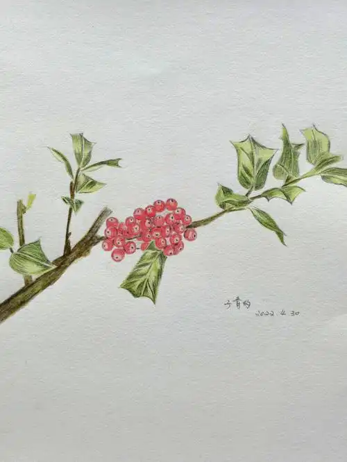 彩铅临摹  #彩铅  #自学画画 #画花 #花绘 #枸杞