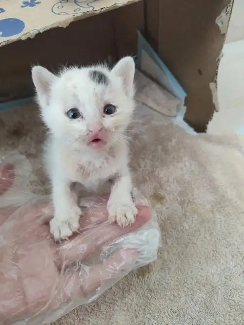 给200克的小斑斑抓跳蚤(3)