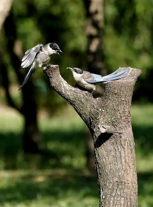 森林公园拍灰喜鹊;八哥(组片)