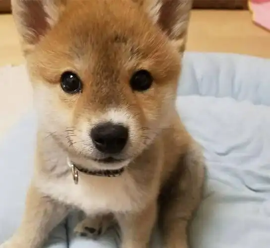 网友捡了只脏兮兮的小奶狗体毛有三种颜色太难得了