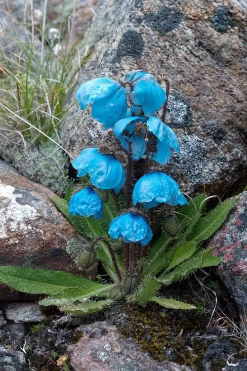 离天空最近的花朵绿绒蒿